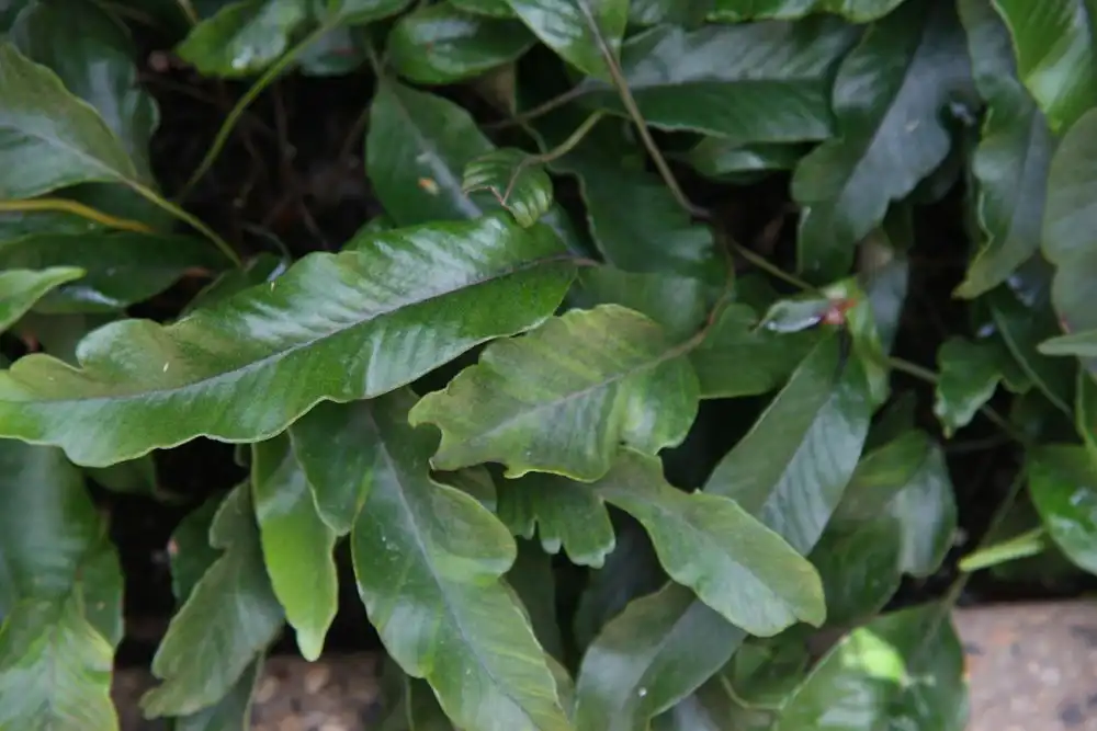 Foto de Pyrrosia lingua - Form:David J.Stang