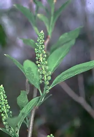 Photo of Pyrularia pubera (Pyrularia puberas)