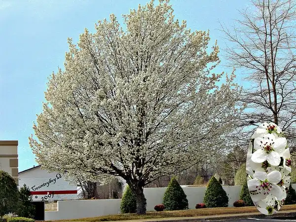 Foto de Pyrus calleryana (Pyrus calleryanas)