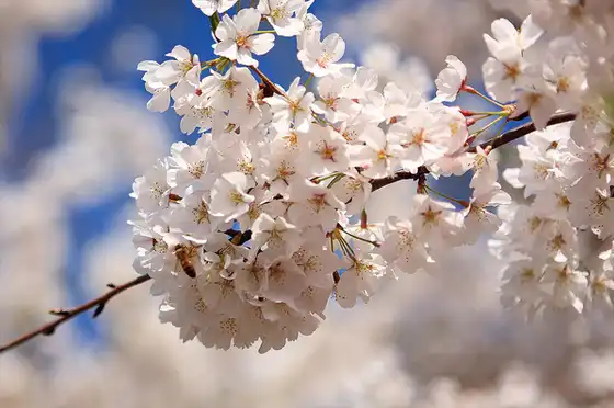 Foto de Pyrus calleryana (Pyrus calleryanas)