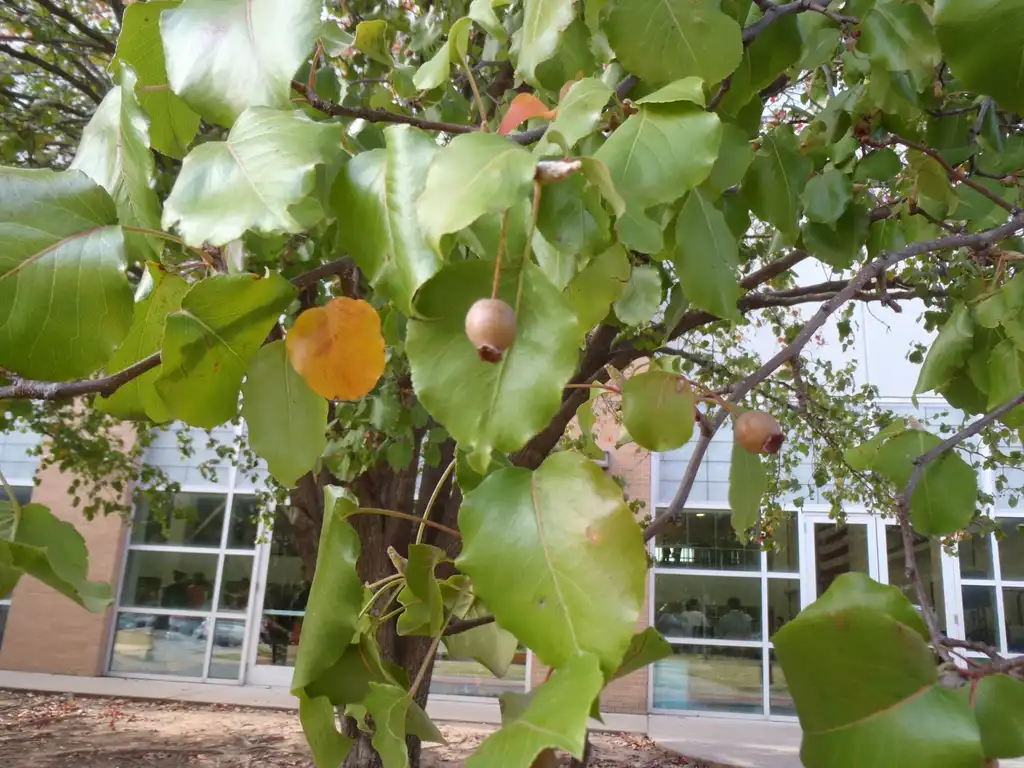Foto de Pyrus calleryana - 'Bradford' Fruit and Leaves:Jim Robbins