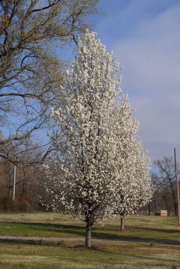 Foto de Pyrus calleryana - 'Chanticleer' Flower Form:Jim Robbins