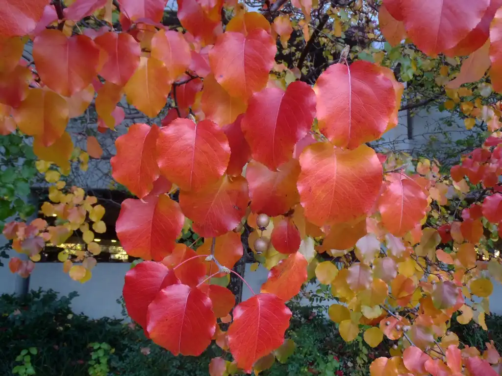 Foto de Pyrus calleryana - 'Bradford' Fall Color Leaf and Fruit:Jim Robbins