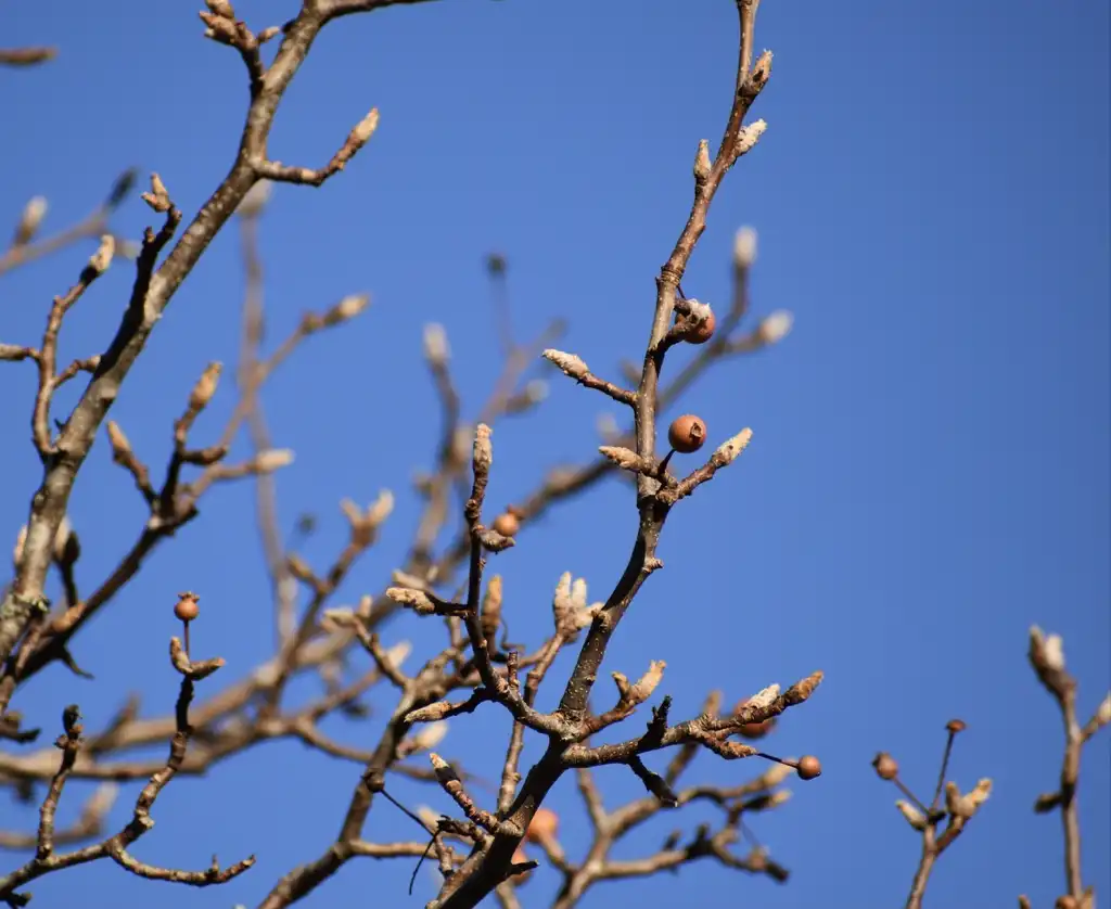 Foto de Pyrus calleryana - Fruit Close-up (Wake County, NC):Cathy Dewitt