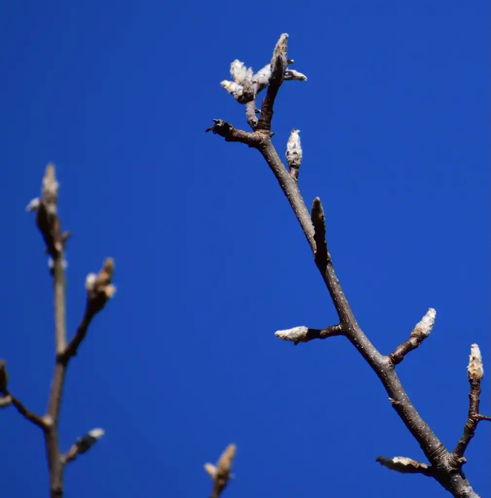 Foto de Pyrus calleryana - Branch and buds (Warren County, NC)-Early Winter:Cathy Dewitt
