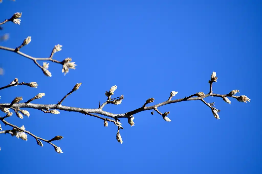 Foto de Pyrus calleryana - Flower Buds (Wake County,NC)-Early Spring:Cathy Dewitt