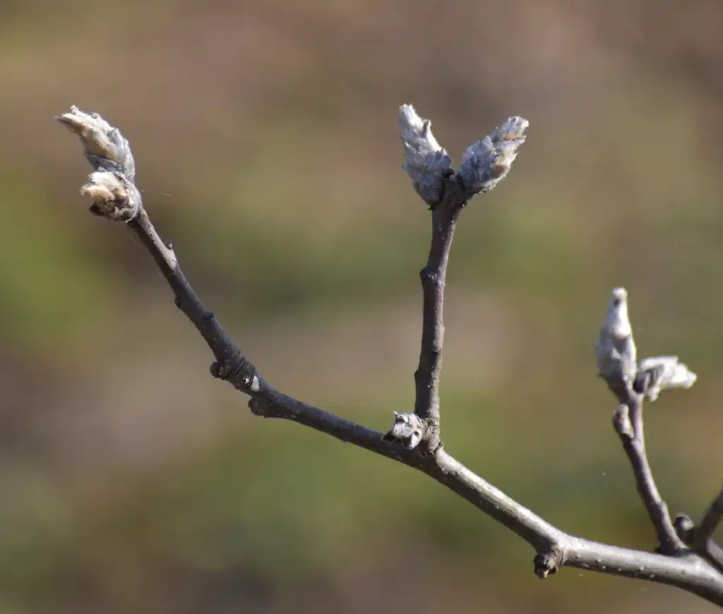 Foto de Pyrus calleryana - Flower Buds (Warren County,NC)-Early Spring:Cathy Dewitt
