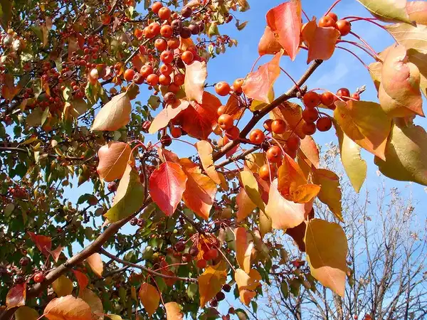 Foto de Pyrus calleryana - Fall color:Camilla TWU