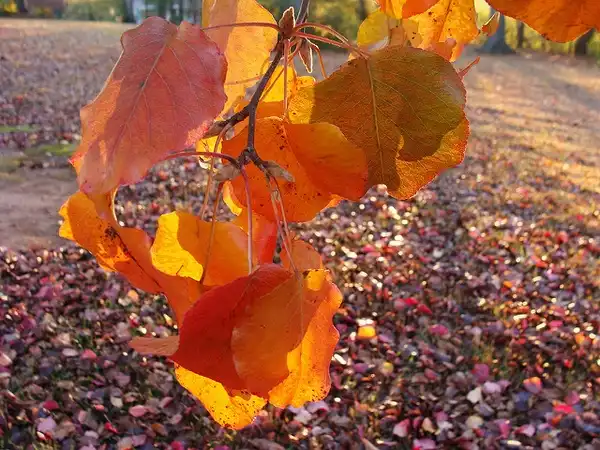 Foto de Pyrus calleryana - Fall color:Martin LaBar