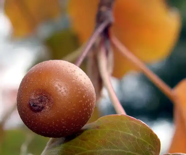 Foto de Pyrus calleryana - Fruit:Martin LaBar