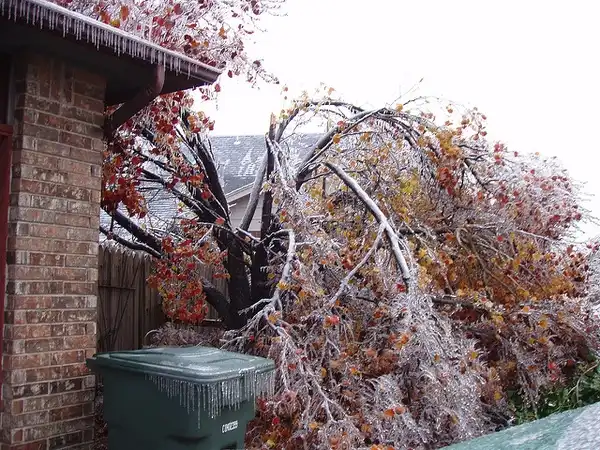 Foto de Pyrus calleryana - Damaged by ice:Janice Waltzer