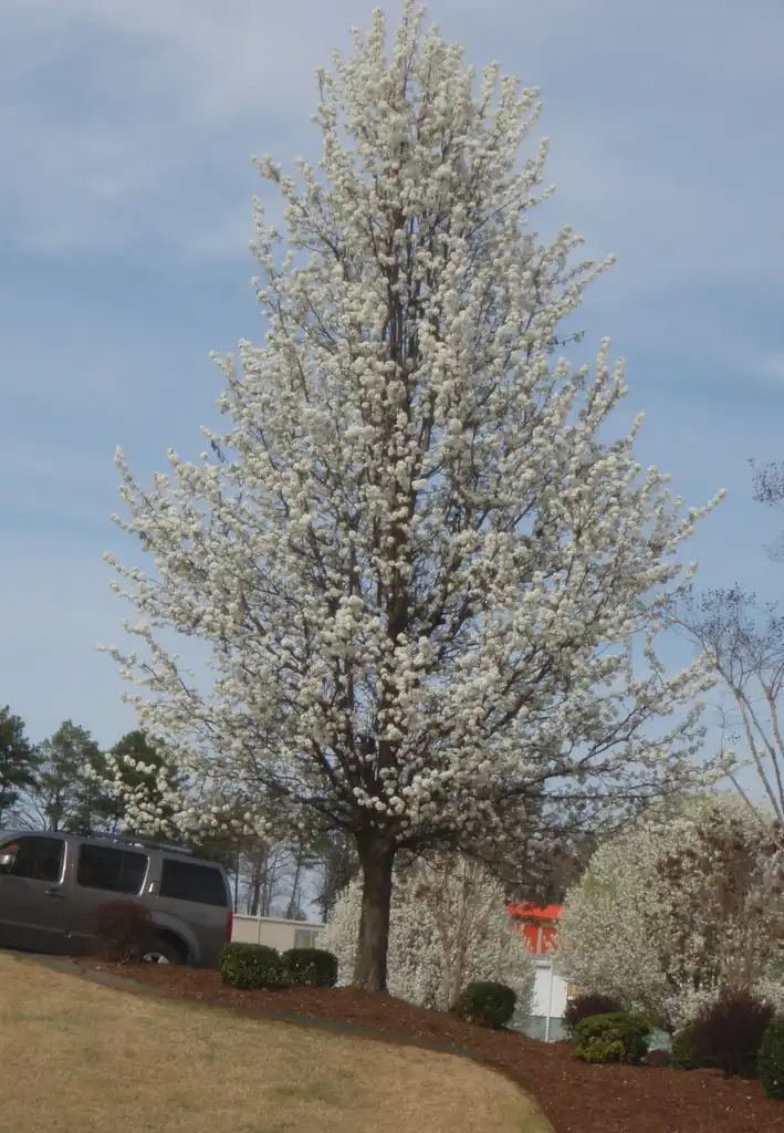 Foto de Pyrus calleryana - 'Aristocrat' Full Form:Jim Robbins