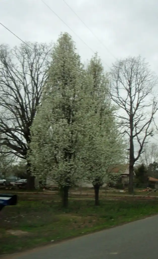 Foto de Pyrus calleryana - 'Chanticleer' Full Form:Jim Robbins