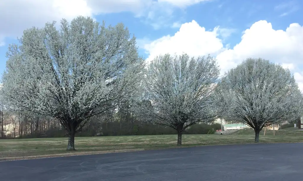 Foto de Pyrus calleryana - 'Bradford' form:Jim Robbins