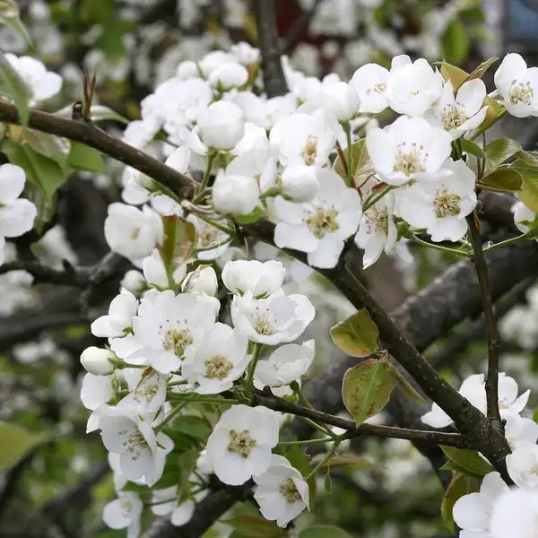 Photo of Pyrus communis 'Kieffer' (Pyrus communis 'Kieffer's)