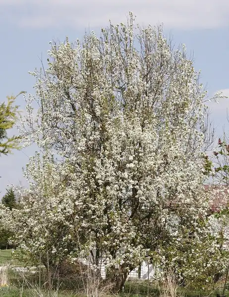 Photo of Pyrus communis 'Kieffer' (Pyrus communis 'Kieffer's)