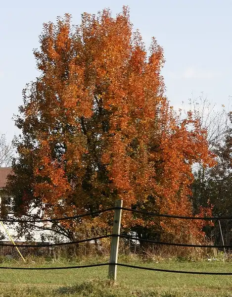 Photo of Pyrus communis 'Kieffer' - Fruit and leaves:Photo by Gary Owens