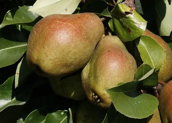 Photo of Pyrus communis 'Kieffer' - Fall color:Photo by Gary Owens