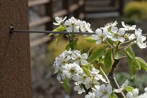 Foto de Pyrus communis 'Moonglow' (Pyrus communis 'Moonglow's)