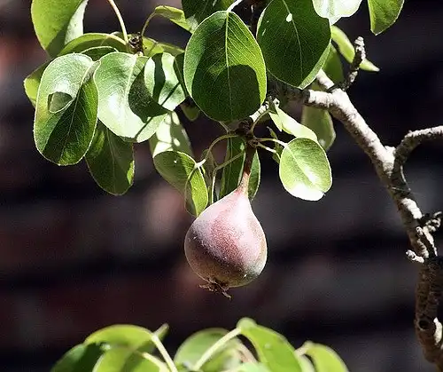 Foto de Pyrus communis 'Moonglow' (Pyrus communis 'Moonglow's)