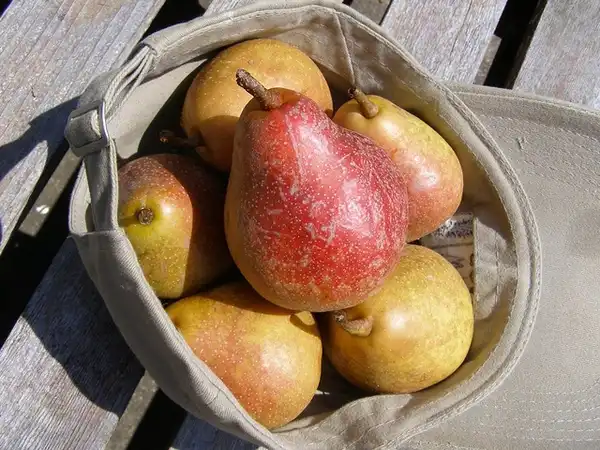 Foto de Pyrus communis 'Moonglow' - Pile of fruit:Photo by Melinda Stuart