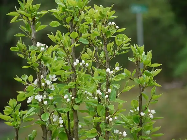 Foto de Pyrus communis 'Seckel' (Pyrus communis 'Seckel's)