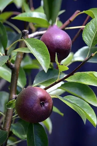 Foto de Pyrus communis 'Seckel' (Pyrus communis 'Seckel's)
