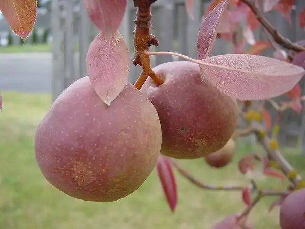 Foto de Pyrus communis 'Seckel' - Fruit with fall color leaves:Photo by Satrina0