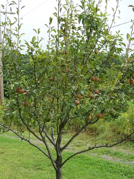 Foto de Pyrus communis 'Seckel' - Tree with fruit:Photo by Stephanie Lenz