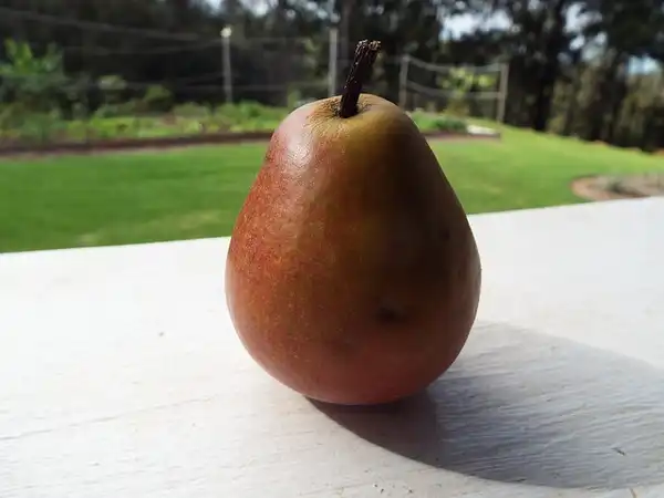 Foto de Pyrus communis 'Seckel' - Close up of fruit:Photo by Forest and Kim Starr