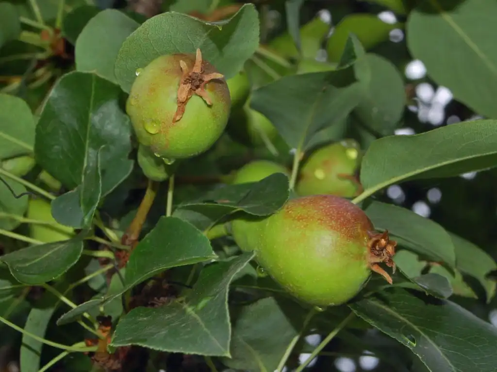 Photo of Pyrus communis (Pyrus communiss)