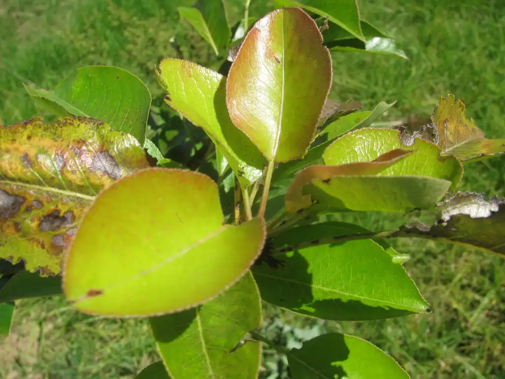 Photo of Pyrus communis (Pyrus communiss)