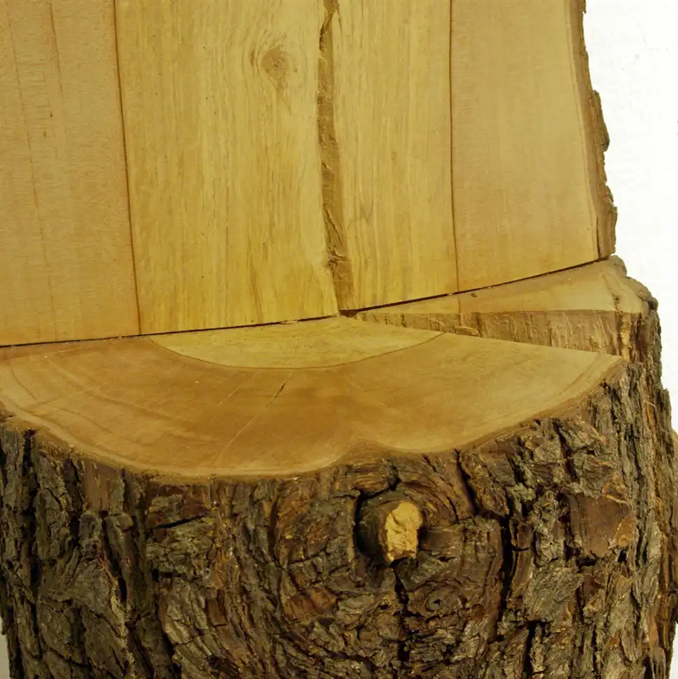 Photo of Pyrus communis - Bark and Wood:Babij