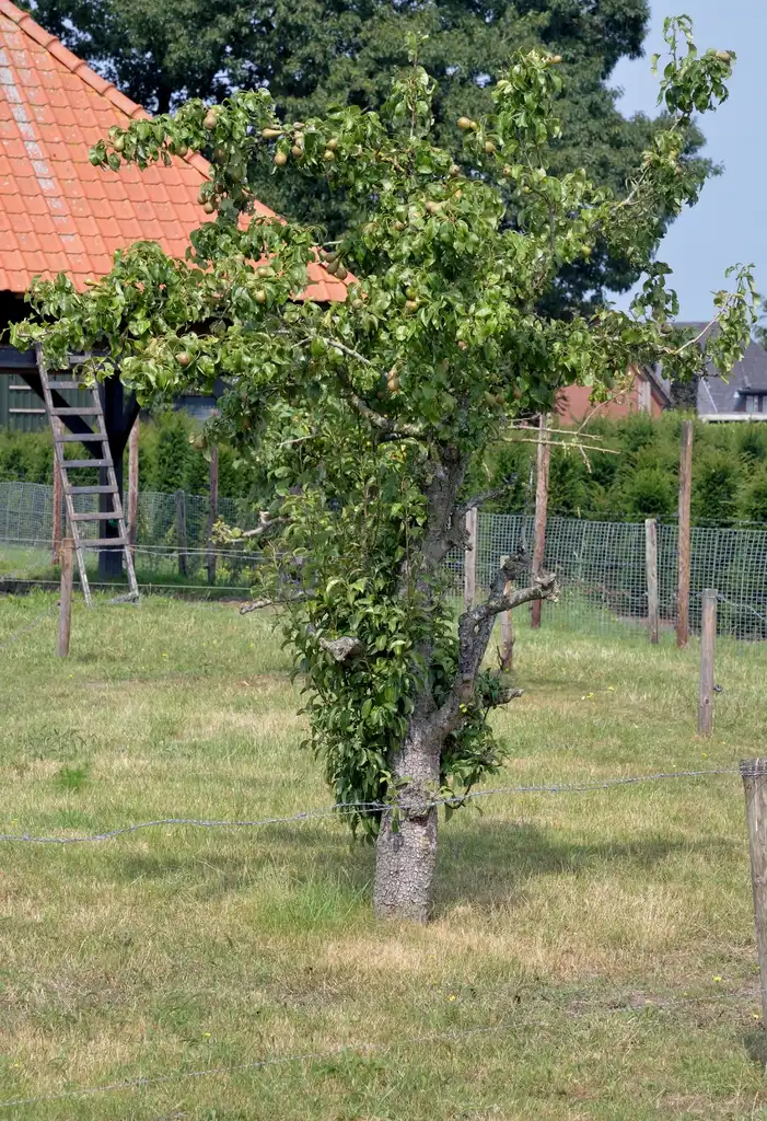 Photo of Pyrus communis - Form:Rasbak