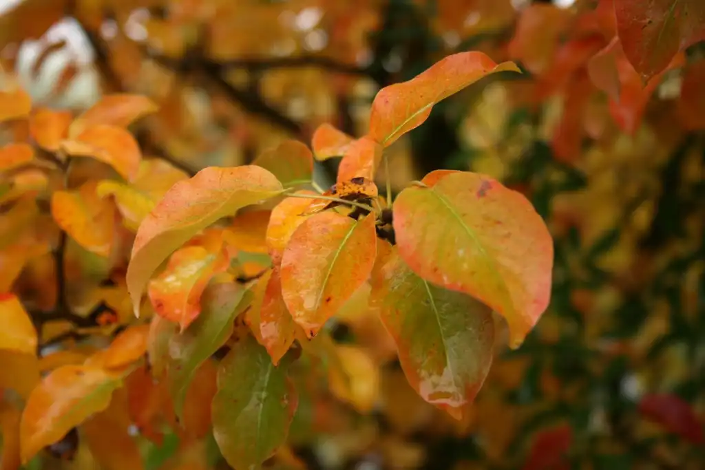Photo of Pyrus communis - Fall Leaves:Sten