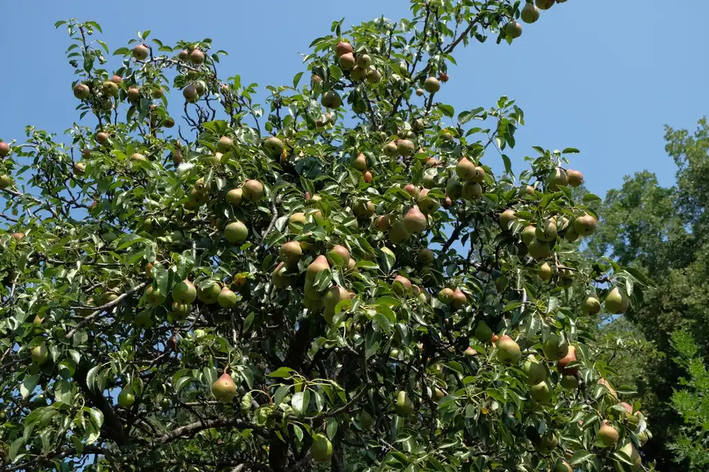 Photo of Pyrus communis - Leaves:Anaxibia
