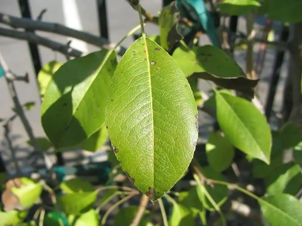 Photo of Pyrus communis - Leaf Detail:David J. Stang