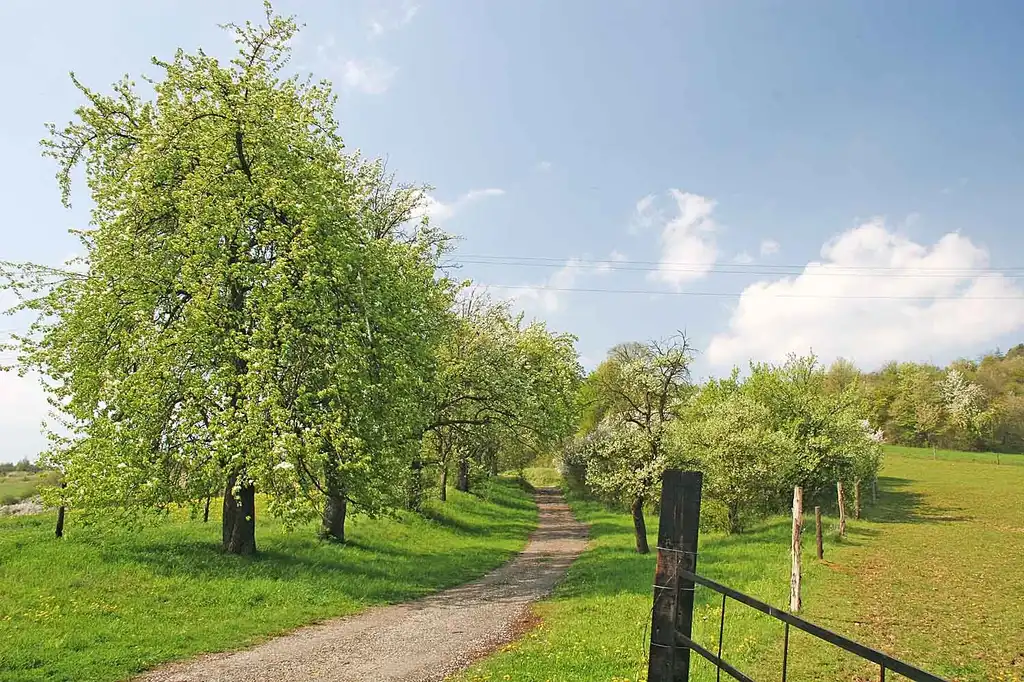 Photo of Pyrus communis - Tree Line:Prazak