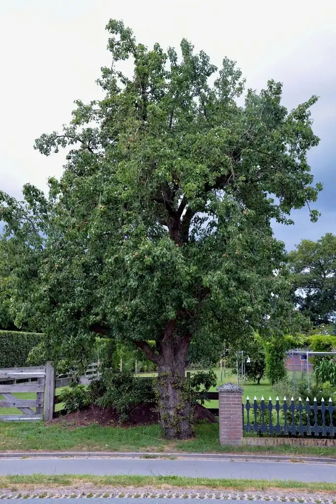 Photo of Pyrus communis - Growth Habit:Rasbak