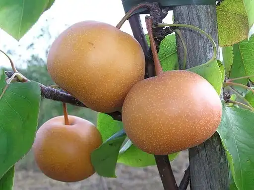 Фото Pyrus pyrifolia 'Chojuro' (Pyrus pyrifolia 'Chojuro's)