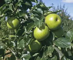 Photo of Pyrus pyrifolia 'Nijisseiki' (Pyrus pyrifolia 'Nijisseiki's)
