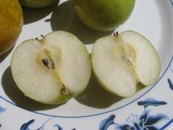 Photo of Pyrus pyrifolia 'Shinseiki' (Pyrus pyrifolia 'Shinseiki's)