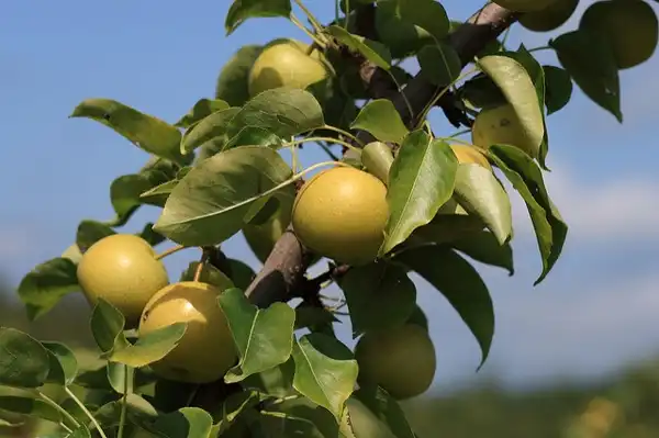 Photo of Pyrus pyrifolia 'Shinseiki' (Pyrus pyrifolia 'Shinseiki's)
