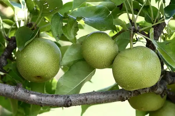 Photo of Pyrus pyrifolia 'Shinseiki' - Close up of fruit and leaves:Photo by Sage Ross