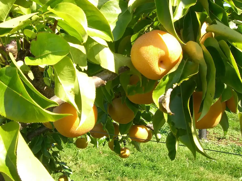 Photo of Pyrus pyrifolia (Pyrus pyrifolias)