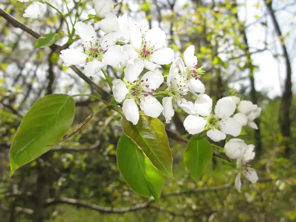 Photo of Pyrus pyrifolia (Pyrus pyrifolias)