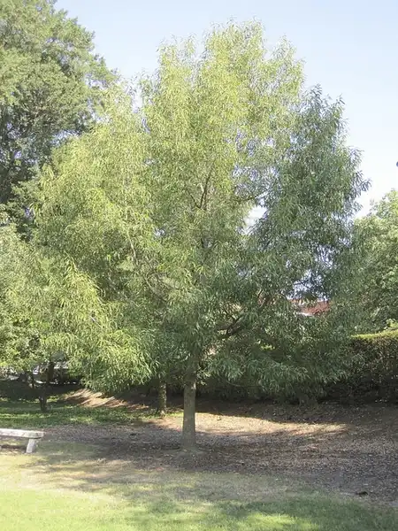 Foto de Quercus acutissima (Quercus acutissimas)