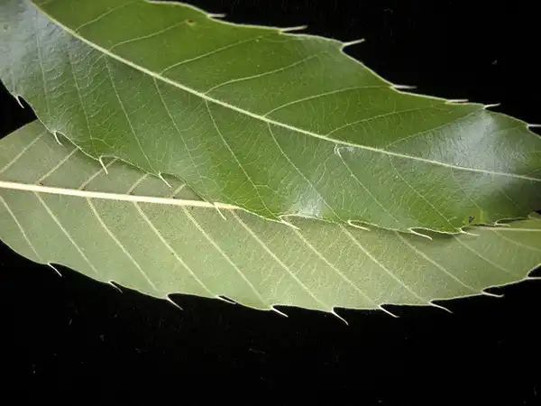 Foto de Quercus acutissima (Quercus acutissimas)