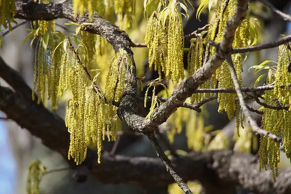 Foto de Quercus acutissima - Flower:Harum Koh
