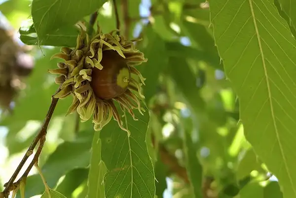 Foto de Quercus acutissima - Acorn:Janet Tarbox